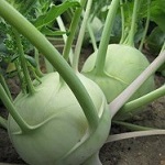 Kohl Rabi: Delicacy White