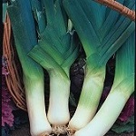 Leek: Giant Winter