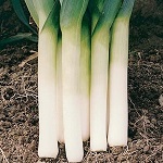 Leek: Porbella