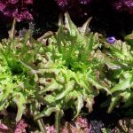 Lettuce: Bronze Arrowhead (Bronze Beauty) seeds
