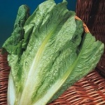 Cos Lettuce Seeds
