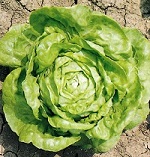 Lettuce: Arctic King