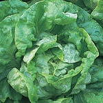 Roundhead Lettuce Seeds