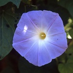 Morning Glory: Heavenly Blue