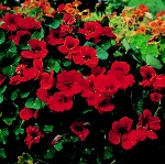 Nasturtium: Empress of India