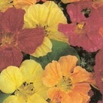 Nasturtium: Gleam Blend