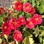 Nasturtium: Cherry Rose Jewel