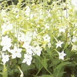 Nicotiana: Affinis