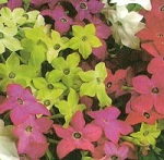 Nicotiana: Sensation Mixed
