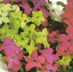 Nicotiana: Sensation Mixed