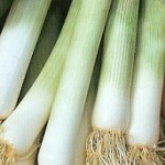 Spring Onion: White Lisbon