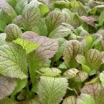 Oriental Vegetable Seeds