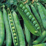 Pea: Hurst Greenshaft