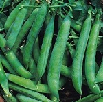 Shelling Peas