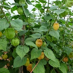 Physalis: Cape Gooseberry 