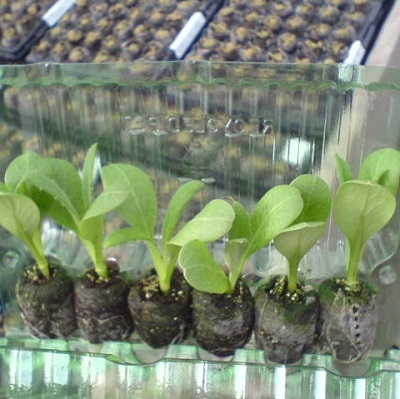 Vegetable Plug Plants