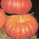 Pumpkin: Rouge Vif d'Etamps