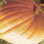 Pumpkin: Atlantic Giant