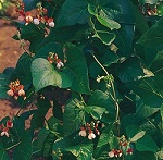 Runner Bean: Painted Lady