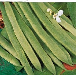 Runner Bean: White Lady