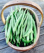 Runner Bean: Moonlight