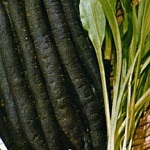 Scorzonera: Duplex