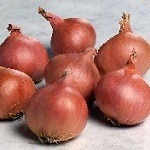 Shallot: Matador F1