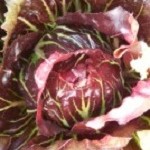 Radicchio: Palla Rossa