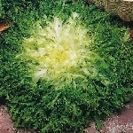 Endive: Pancallieri