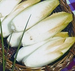 Chicory: Witloof Brussels