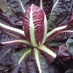 Radicchio: Rossa di Trevise