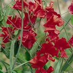 Sweet Pea: Winston Churchill