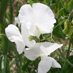 Sweet Pea: Swan Lake