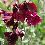 Sweet Pea: Midnight