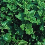Spinach: New Zealand (Tetragonia)