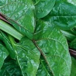 Spinach: Ceylon/Indian (Malabar)