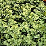 Spinach: Medania
