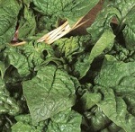 Spinach: Giant Winter