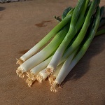 Spring Onion Seeds