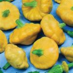 Pattypan (Summer) Squash:Sunbeam F1 seeds
