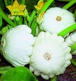 Pattypan (Summer) Squash: Custard White