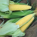 Sweetcorn: Incredible F1