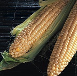 Sweetcorn: Northern Extra Sweet F1