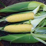 Sweetcorn: Bodacious F1