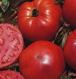 Tomato: Marmande plug plant