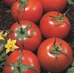Tomato: Harbinger