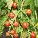 Tomato: Gardeners Delight
