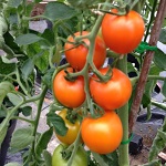 Yellow and Orange Tomato Seeds