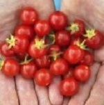 Tomato: Matt's Wild Cherry