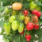 Tomato: San Marzano plug plant